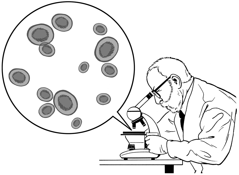 blood microscope